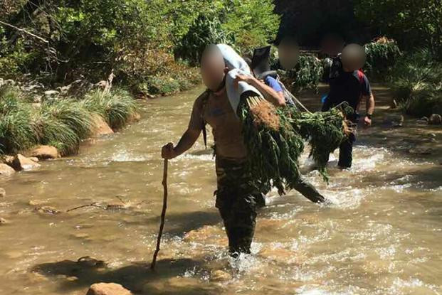 Στους ώμους για 3,5 ώρες, μετέφεραν 750 δενδρύλλια χασίς αστυνομικοί (εικόνες)